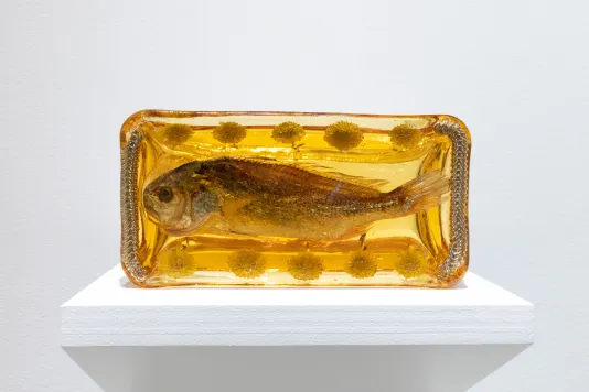 An amber like rectangle of dried gelatin encapsulates a whole fish, bordered by metal chains and hardware on a white shelf.