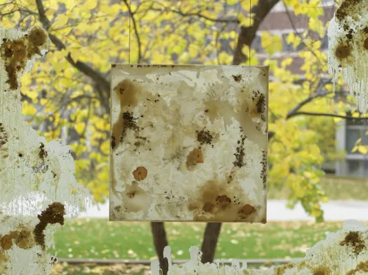 A close-up of beeswax and dried flora encased in an acrylic square, suspended in front of a window smeared with similar materials. A tree with yellow leaves is visible outside.