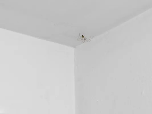A cellar spider on a white gallery ceiling.