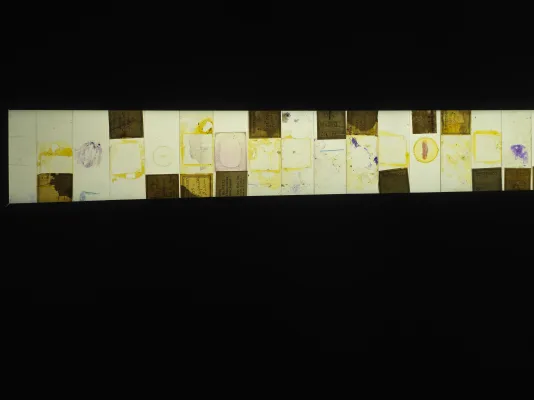 Detailed view of backlit vintage glass bacteria slides, stained in a yellow and purple sticky substance with small handwritten labels on top and bottom of some slides. 