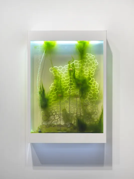 A white rectangular box with three clear sides contains bright green algae clinging to a web of a white 3D printed bubble-like armature. 