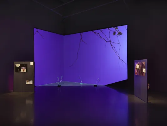 Projected footage of branches and leaves against a sky fills the corner of a room. In the light of the projection, four dried thistle plants are stuck in concrete bricks sitting on the floor. To the left and right of the projected footage, two free standing panels are spotlit, highlighting imagery mounted to them. Another thistle plant peaks out from behind the right panel.