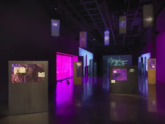 Freestanding metal panels are scattered across a dark gallery, with drawings and saturated abstract images mounted to them. A tinted window on the left emits a bright purple glow. Small banners hanging from the ceiling contain abstracted silhouettes of plants. Three video projections are visible in the background; the central one shows a close view of a thorny green plant.