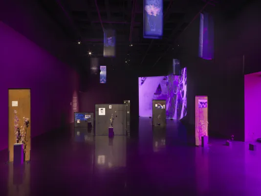 A dark room with purple walls displaying various rectangular panels scattered across the room. Each panel is spotlit showcasing a thistle plant with imagery affixed to the panels. Purple light peers through the right of the frame. Banners with abstract silhouettes of plants hang from the ceiling. In the back corner of the room, saturated purple video footage of plant forms is projected onto the walls.
