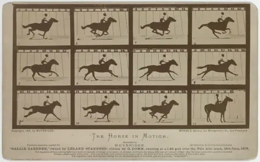 Four by three grid of still images of a horse running in motion.