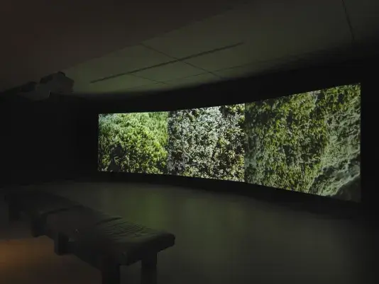 Three video projections fill the wall of a dark gallery space: each shows the‬ ‭ close-up texture of green moss. The close-up view subtly creates a kind of scalar‬ ‭ confusion: the strands of moss resemble a forest or landscape unto themselves. Two‬ ‭benches are faintly visible in the left foreground.‬