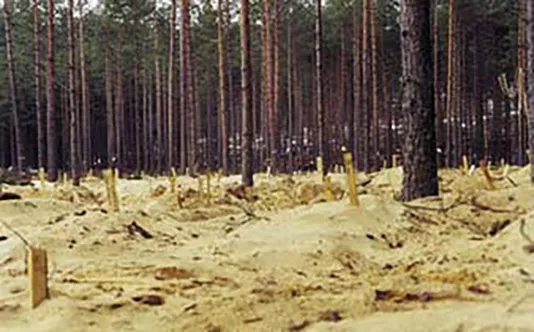 A forest of tall trees with thin, dark trunks cover a beige floor of sand and debris
