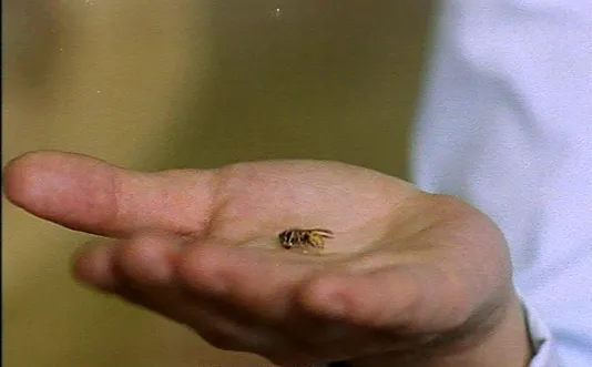 A winged insect sits centered in a light skinned open palm against a blurred background in a video still