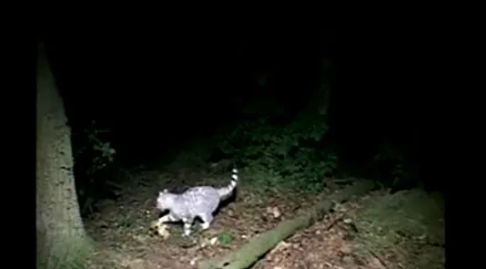 A still image from the film Le Moment  by David Claerbout. A grey and white striped cat emerges from the dark woods.  