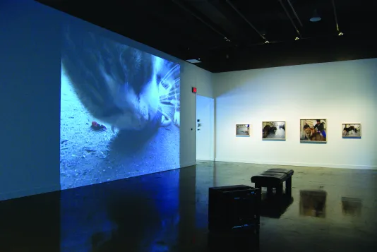 In a darkened space, a projection of a cat holding a mouse in it’s mouth, four photographs on a wall, a bench and a monitor