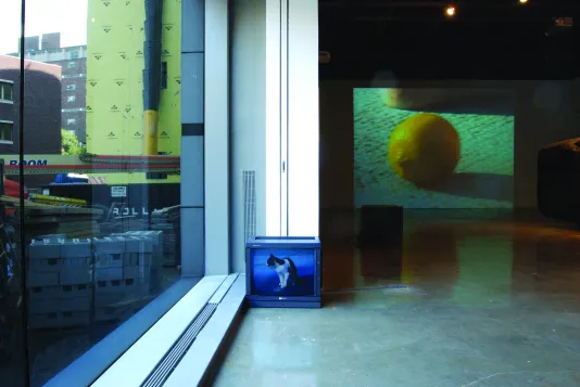 A box monitor on the floor with an image of a cat, a large wall projection of a lemon, a picture window to the outside