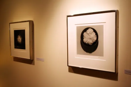 Two black and white photos hang beside each other on the wall. Each depict close up views of flowers.