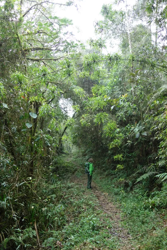 A person wearing a green jacket, pants and a backpack looks away from camera down a path surrounded by lush green growth.