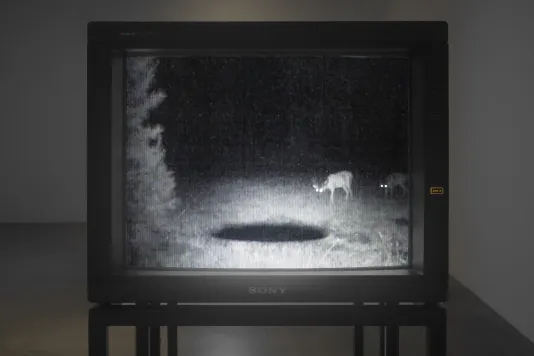Close view of a video monitor in a dark room showing a grainy, night-vision image of two wildlife creatures and a large hole.