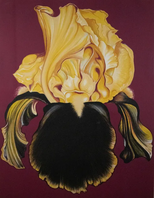 Detailed view of an iris flower with yellow petals  and dark green and black leaves on a maroon background.