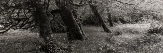 Long horizontal black and white photograph of a lush meadow with tree trunks.