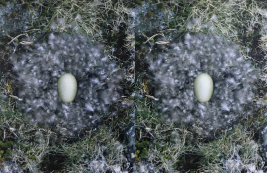 Side by side photographs of a nest with an egg in the center.