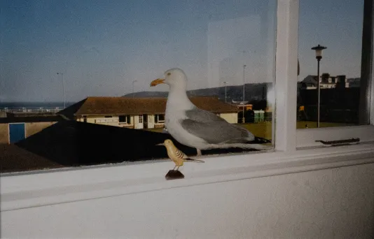 Photograph of a seagull sitting on a windowsill with a miniature bird figurine on the inside of the window.