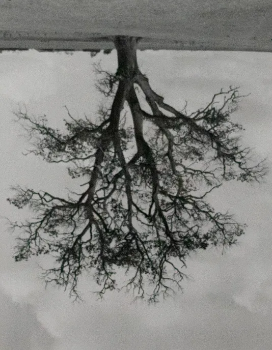 Black and white photograph of a tree upside down with no leaves.
