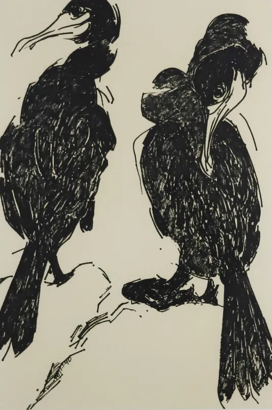 Print of two cormorants with their backs to the viewer. One looks to the left and the other cranes its neck over its shoulder to look towards the viewer.