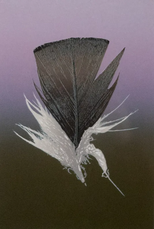 Black and white feather against a background that fades from purple to black.