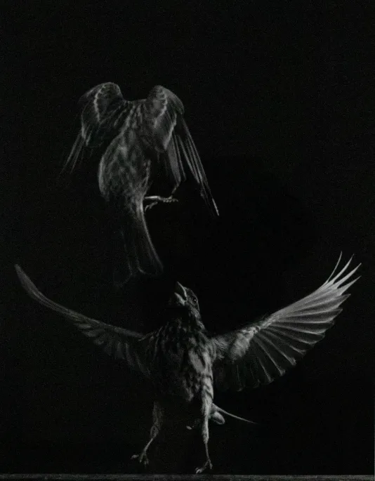 Photograph of a finch with its wings spread wide below another finch coming down to attack.