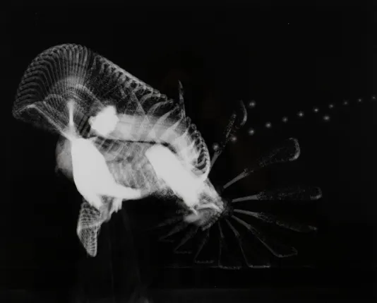 Long exposure photograph of a person with a lacrosse stick throwing the ball.