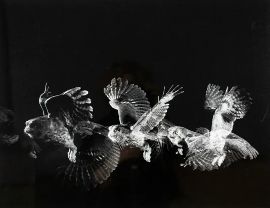 Long exposure photograph of an owl in flight.