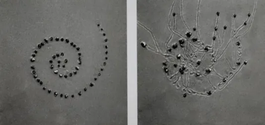 Snails place in line to create a perfect swirl on the left and on the right is an image of the snails crawling away from the swirl and leaving different markings.