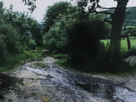Photograph of a muddy dirt path surrounded by trees and shrubs.