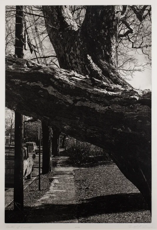 A large tree turbo titled to the left taking up a lot of the frame with a road and truck in the background.