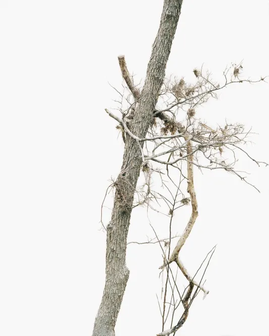 Photograph of a tree branch tangled with another branch with a white sky behind.