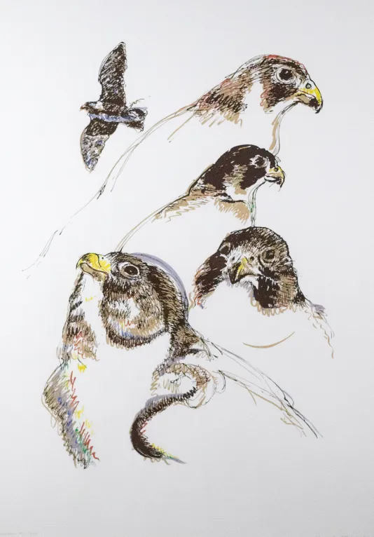 Sketch of four birds close up and one bird from a far flying off in the distance.