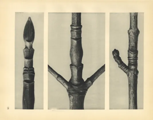 Three close up images next to one another of dogwood branches