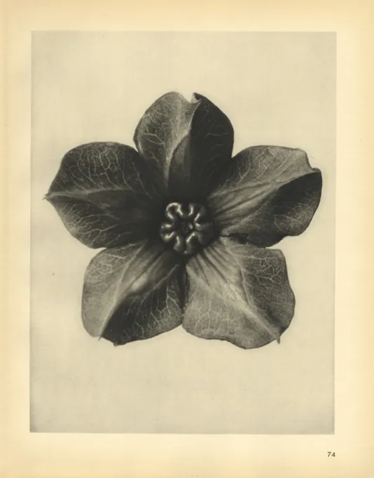 Detailed image of a black and white flower with veins running through the petals.