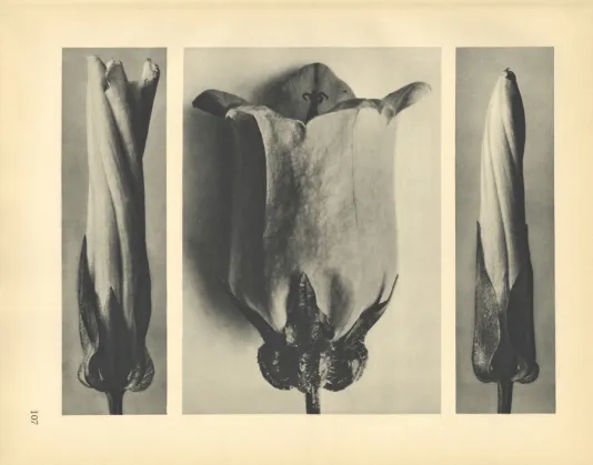 Three black and white images of a flower opening up.