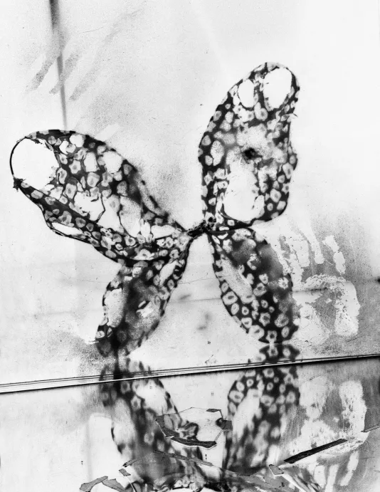 Black and white image of decaying butterfly wings partially reflected in a mirror at the bottom of the frame.